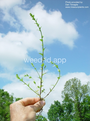 venuslookingglass, common